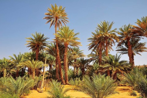 Simple drawing well with date palms