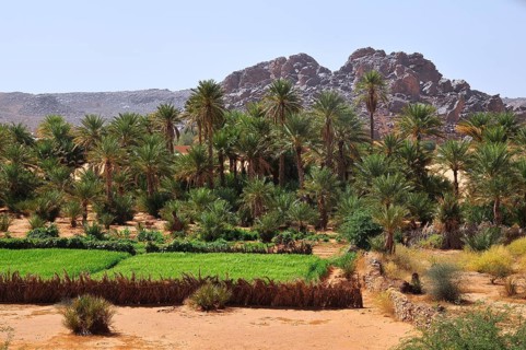 Green field with date palms