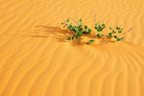 Plant in desert sand