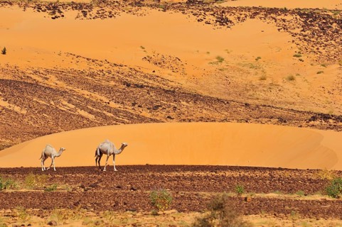 Dromedaries in the desert