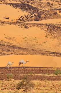 Dromedaries in the desert