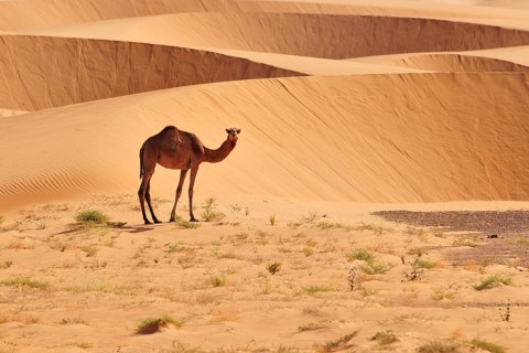 Dromedary in front of sand dunes