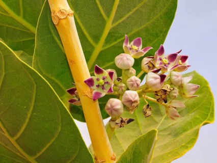 Blossoming desert plant Apple of Sodom (Calotropis procera)