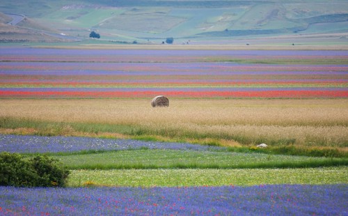 Blooming meadow and a hay bale