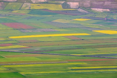 Blooming meadow in the Piana di Castelluccio di Norcia