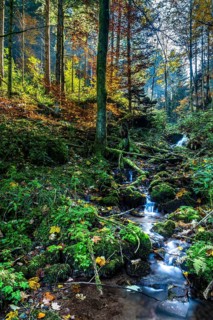 Small brook in an autumnal Beech forest (Fagus sylvatica)