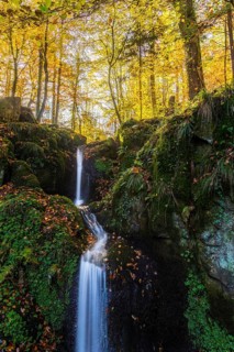 Small brook in an autumnal Beech forest (Fagus sylvatica) with a waterfall