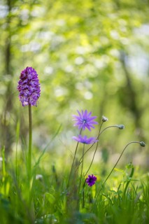 Lady orchid (Orchis purpurea) and Star Anemone or broad-leaved Anemone (Anemone hortensis)