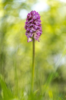 Lady orchid (Orchis purpurea) amongst grass