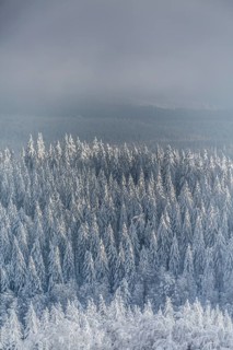 Winter landscape with snowy spruce trees