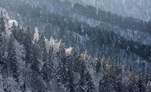 Winter landscape with snowy spruce trees