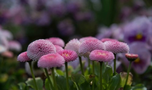 Tasso Strawberry & Cream daisies (Bellis perennis)