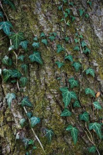 Ivy on a tree trunk
