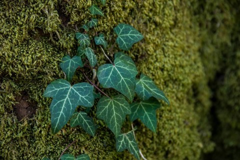 Ivy on a tree trunk