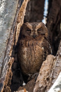 Madagascar owl (Asio madagascariensis)