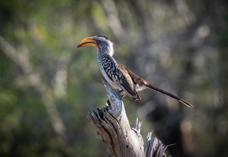 Southern yellow-billed hornbill (Tockus leucomelas)