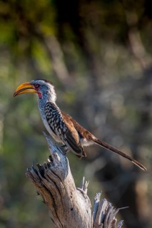 Southern yellow-billed hornbill (Tockus leucomelas)