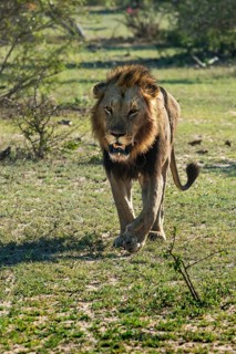 Lion (Panthera leo) walking