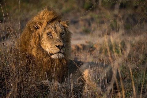 Lion (Panthera leo)
