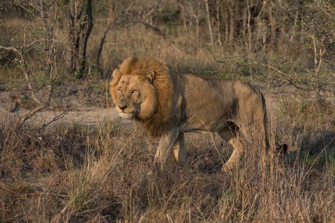 Lion (Panthera leo)