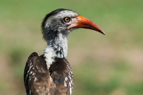 Northern red-billed hornbill (Tockus erythrorhynchus)