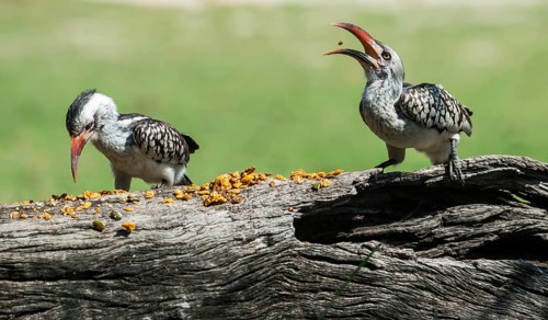 Northern red-billed hornbill (Tockus erythrorhynchus)