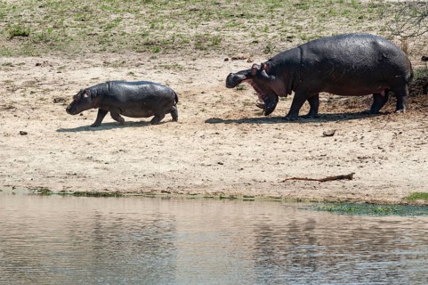 Hippopotamus (Hippopotamus amphibius) female with young