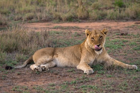Lioness (Panthera leo)
