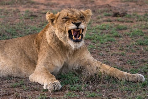 Lioness (Panthera leo) baring teeth