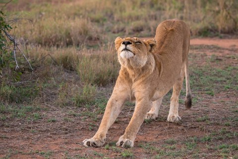Lioness (Panthera leo) stretching