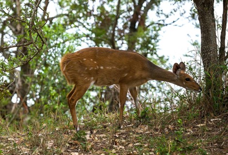 Bushbuck (Tragelaphus scriptus)