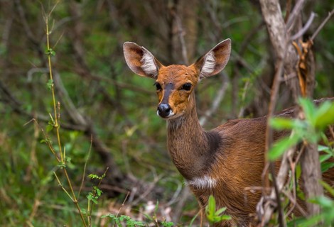 Bushbuck (Tragelaphus scriptus)