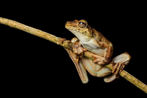 Rosenberg's tree frog (Hypsiboas rosenbergi)