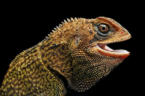 Iguana (Enyalioides heterolepis)