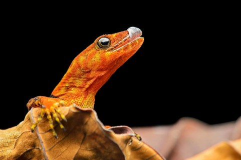O'Shaughnessy's gecko or collared gecko (Gonatodes concinnatus)