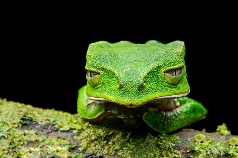 White-lined leaf frog (Phyllomedusa vaillantii)