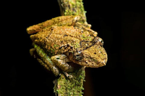 Neotropical tree frog (Scinax garbei)