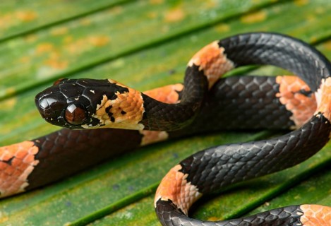 Juvenile graceful snail-eater (Dipsas gracilis)