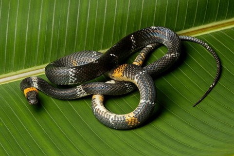Tschudi's false coral snake (Oxyrhopus melanogenys)