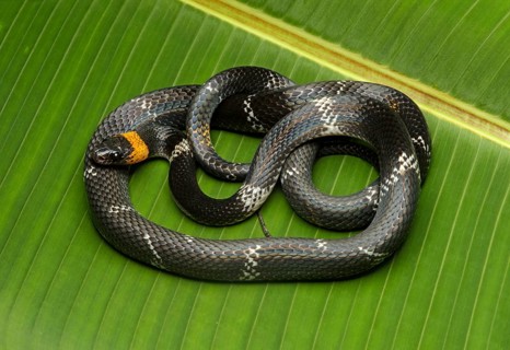 Tschudi's false coral snake (Oxyrhopus melanogenys)