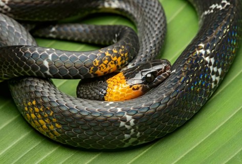 Tschudi's false coral snake (Oxyrhopus melanogenys)
