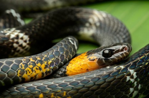 Tschudi's false coral snake (Oxyrhopus melanogenys)
