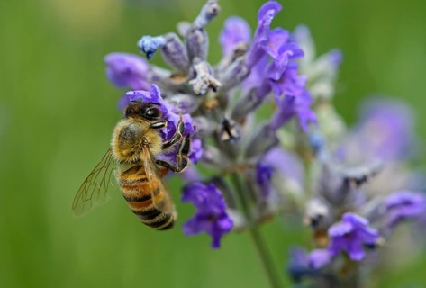 Western honey bee (Apis mellifera) gathering nectar from a lavender flower