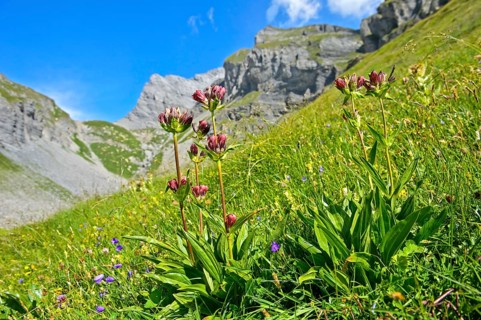 Purple gentian (Gentiana purpurea)