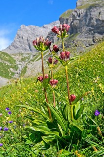 Purple gentian (Gentiana purpurea)