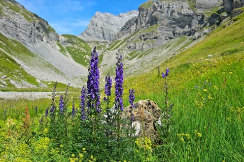 Monk's-hood (Aconitum napellus)