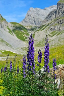 Monk's-hood (Aconitum napellus)