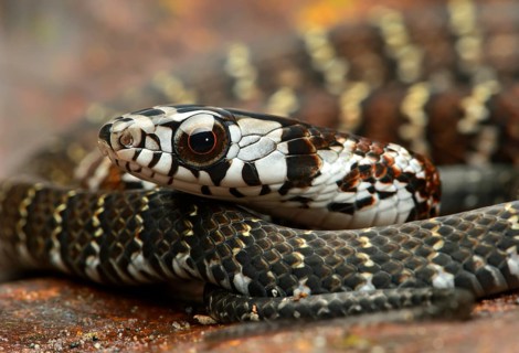 Tawny Forest Racer (Dendrophidion dendrophis)