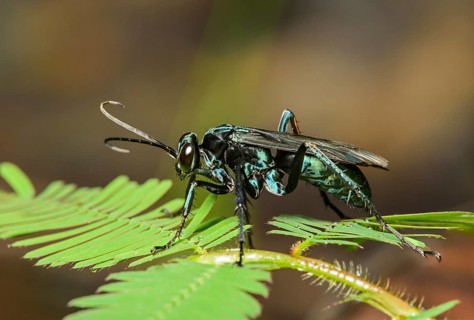 Neotropical potter wasp (Vespidae)
