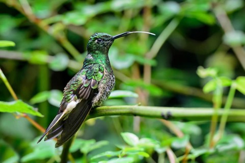 Buff-tailed coronet (Boissonneaua flavescens)